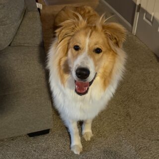 Meet our newest family member and travel companion, "Buster"! 🐾

After Elwood's passing, we did not expect to bring another dog into our lives right away, but Emily came across a posting from @clancys.dream for Buster that just grabbed us. We reached out, and yesterday, we made the trip to meet Buster, and ultimately bring him with us to his new forever home. And yes, he handled the nearly 2-hour trip just fine!

Welcome to the family, Buster! We can't wait to bring you along with our next adventures! 🐶 🚙

P.S. As we headed out with Buster on our way home, we passed a shopping center in town, and Alec pointed out that in that shopping center was "Elwood Staffing." We had to smile - it was like Elwood's way of saying he hand-picked Buster to take over his job 🥰