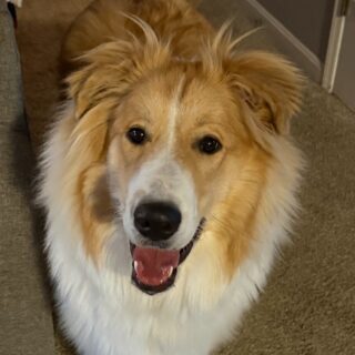 WHAT'S IN A NAME??

When he came to us, he was named "Buster," but it just never quite fit - he just didn't seem all that keen on it, and mostly ignored us when calling him. After several days of "intense fellowship" amongst our household, we all have settled on a new name...BOWIE, named after David Bowie.

(and to be fair, he DOES kinda resemble the Goblin King from "Labyrinth," does he not??)

This continues our trend of naming pets after musicians (Elwood was named after Elwood Blues of the Blues Brothers, based in part on his fur color and pattern resembling a black suit and sunglasses.

How do YOU come up with your pets' names? Is it based on appearance? Do you go through a list and pick the one you like most? Do you like common pet names? What about HUMAN names for pets?

Let us know in the comments below! 👇