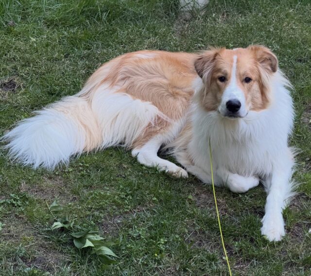 When the weather outside is absolutely perfect, why not enjoy it??? ☀️🕶️🐾