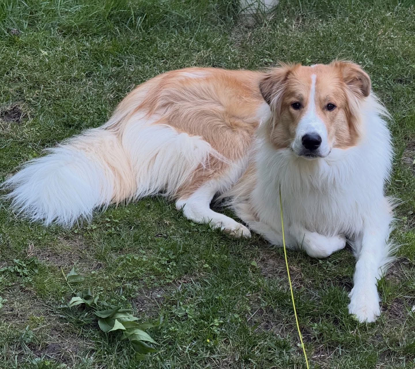 When the weather outside is absolutely perfect, why not enjoy it??? ☀️🕶️🐾