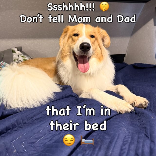 Bowie thinks he’s slick… 🤨
