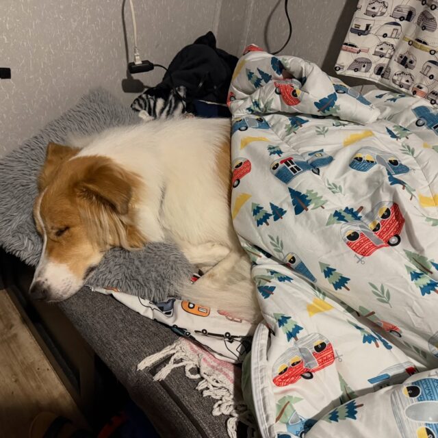 A five hour travel day can be quite exhausting!! 🐶💤

PS: Thank you @lippert__ for the RV bunk cover from the 2022 Rally. Our boys used it until they outgrew it, so now Bowie is enjoying it!
