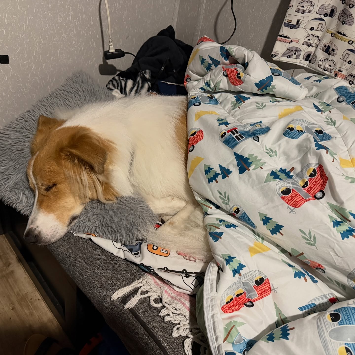 A five hour travel day can be quite exhausting!! 🐶💤

PS: Thank you @lippert__ for the RV bunk cover from the 2022 Rally. Our boys used it until they outgrew it, so now Bowie is enjoying it!
