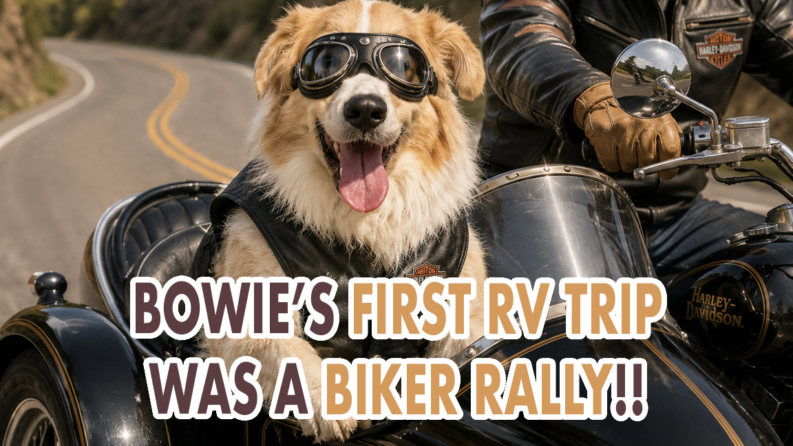 In case you missed it, our latest video from the Hellbender Hootenanny (which also happened to be Bowie's first RV trip with us!) is live on our main channel.

🔗 in bio