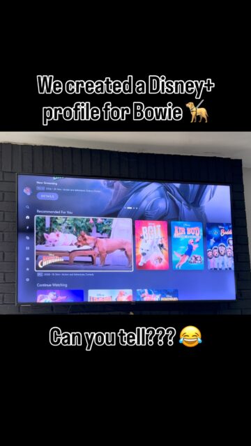 Recommended for Bowie 🤔
When we have to leave Bowie alone, we usually turn on an animal-oriented show for him to watch. We even created a profile for him on @disneyplus - can you tell based on the “Recommended for you”?? 🦮😂